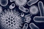 toxic mold testing