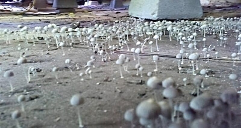 american air testing